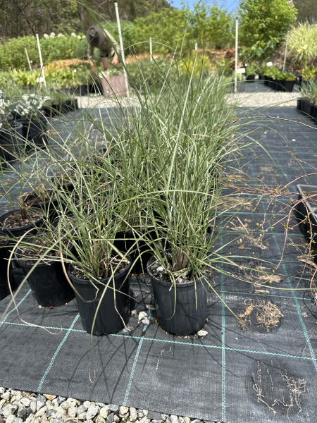 Miscanthus Sinensis 'Kleine Fontaine' (Maiden Grass Kleine Fontaine)