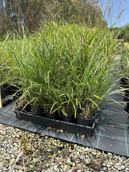 Miscanthus transmorrisonensis (Morrison’s Maiden Grass)