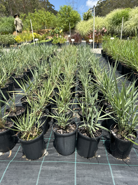 Panicum Amarum (Coastal Panic Grass)