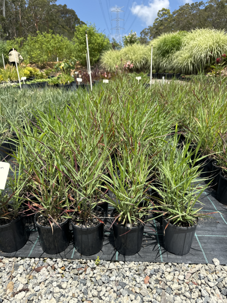Panicum Virgatum ‘Rotstrahlbusch’ (Rotstrahlbusch Switchgrass)
