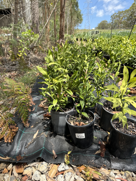 Ruscus hypoglossum (Spineless Butcher's Broom)