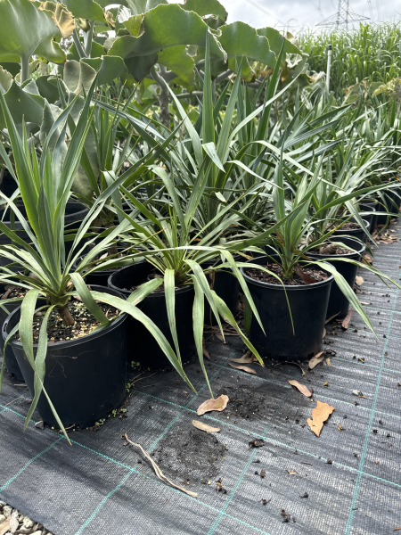 Yucca recurvifolia (Curve-leaf Yucca)