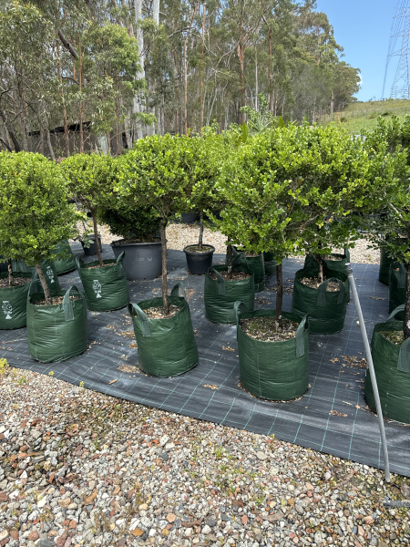 Buxus Microphylla Japonica (Japanese Box Topiary) Standards