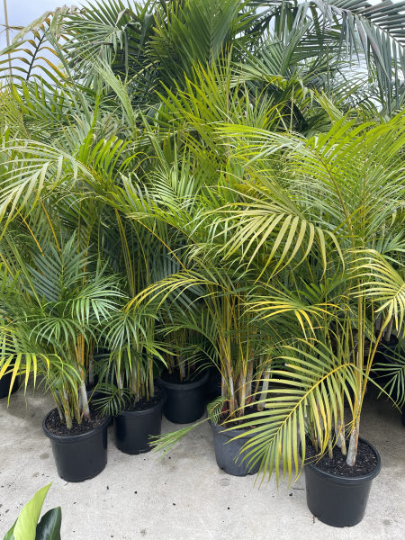Dypsis Lutescens (Golden Cane Palms)