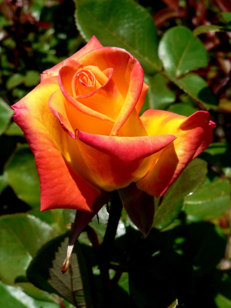 Rosa 'Kelly's Gold' (Kelly's Gold Hybrid Tea Rose)