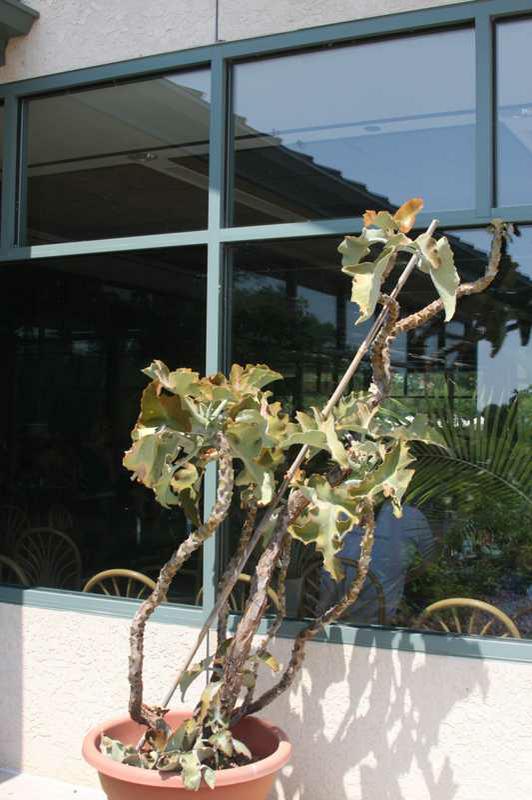 Kalanchoe beharensis (Velvet Leaf Kalanchoe)