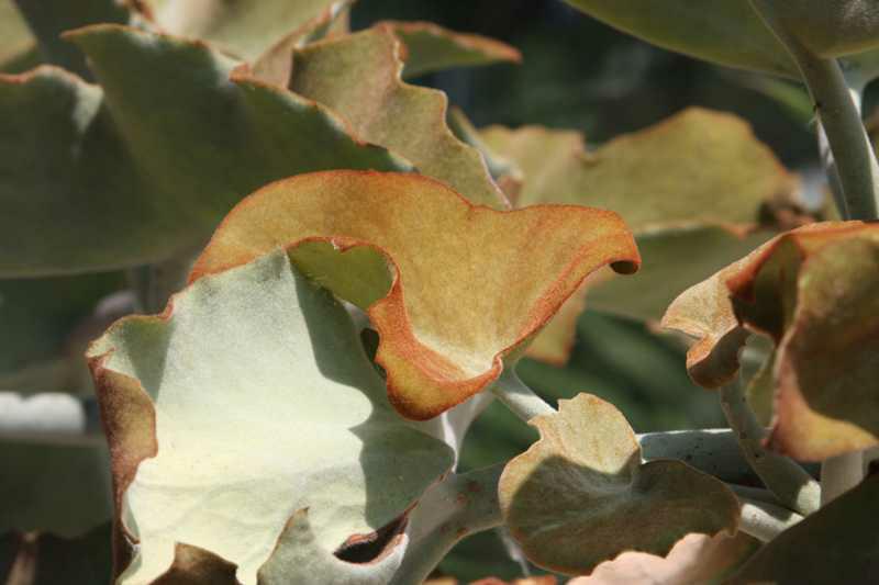 Kalanchoe beharensis (Velvet Leaf Kalanchoe)
