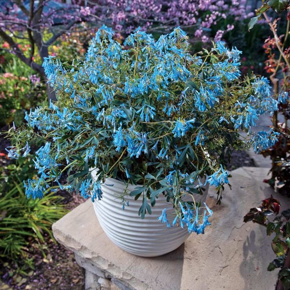 Corydalis Flexuosa ‘Porcelain Blue’ (Porcelain Blue Fumewort)
