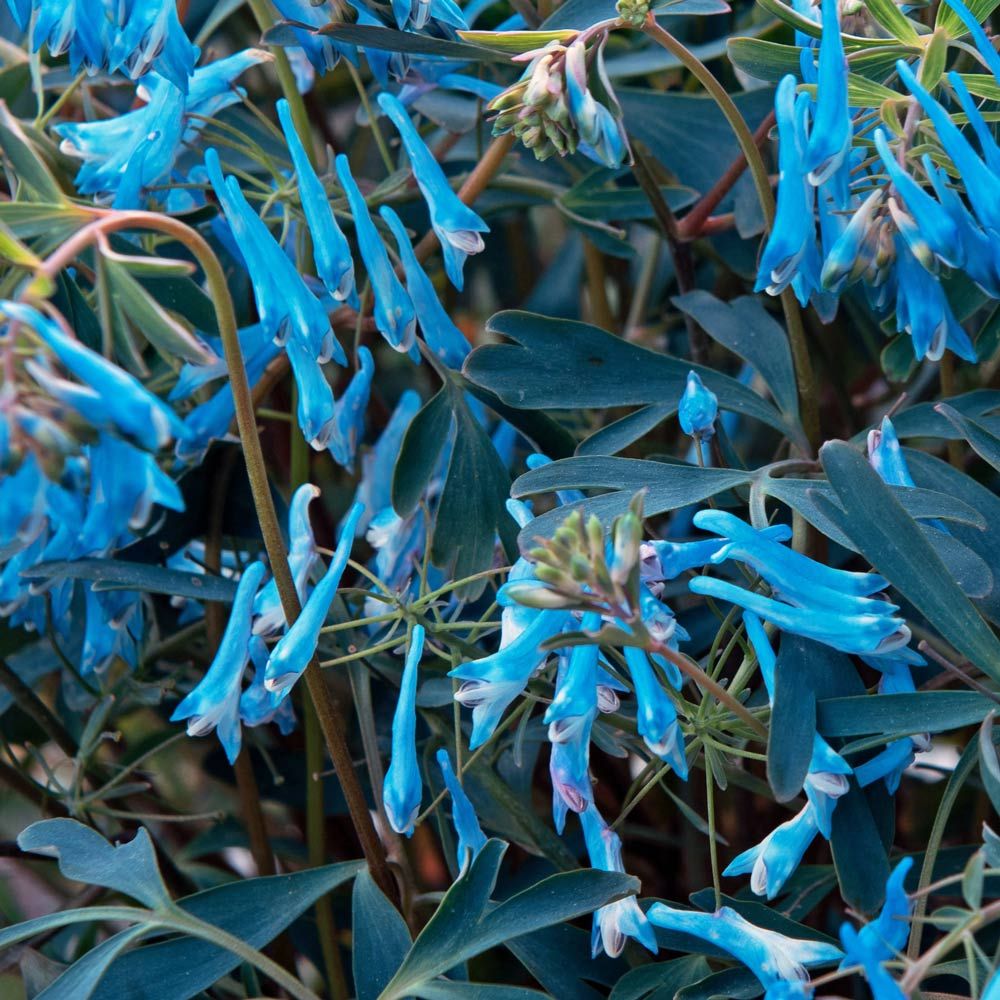 Corydalis Flexuosa ‘Porcelain Blue’ (Porcelain Blue Fumewort)