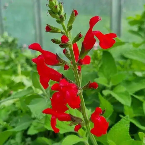 Salvia 'Josh' (Josh Sage)