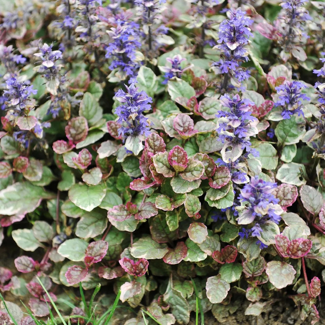 Ajuga Reptans ‘Burgundy Glow’ (Bugle ‘Burgundy Glow’)