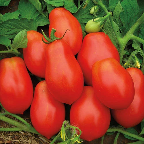 Lycopersicon Esculentum 'Mamma Mia' (Mamma Mia Tomato)