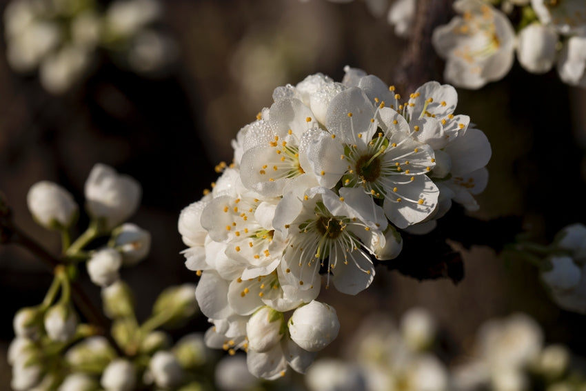 Prunus salicina ‘Wickson’ (Japanese Plum)