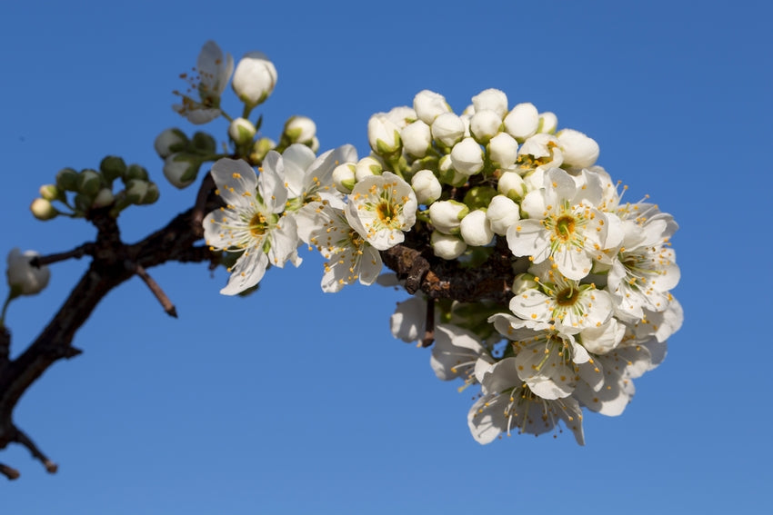 Prunus salicina ‘Wickson’ (Japanese Plum)