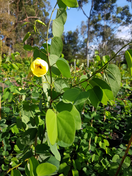 Bauhinia tomentosa (Yellow Bell Orchid Tree / Yellow Bauhinia)
