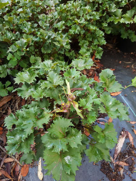 Ligularia dentata ‘Little Golden Ray’