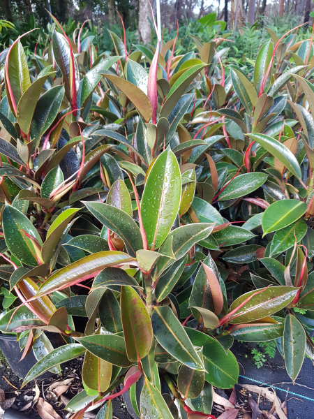 Ficus elastica ‘Melany’ (Rubber Plant ‘Melany’)
