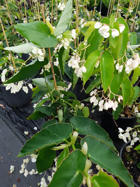Begonia coccinea ‘Alba’ (White Coral Begonia)