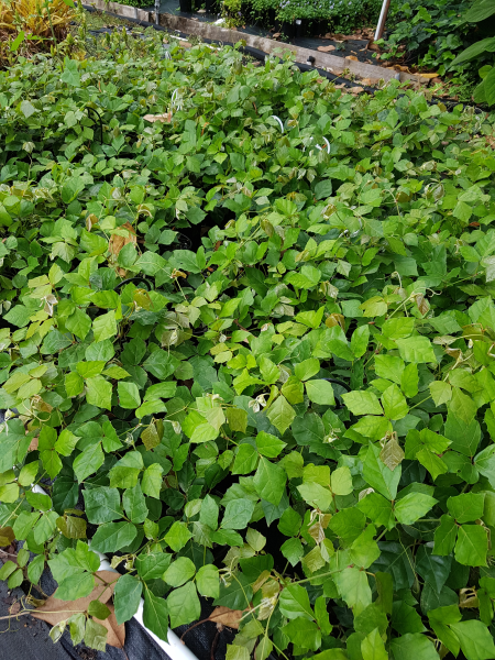 Cissus rhombifolia ‘Ellen Danica’ (Grape Ivy)