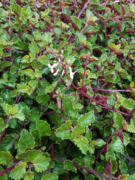 Plectranthus ‘Pygmy’ (Compact Spur Flower)