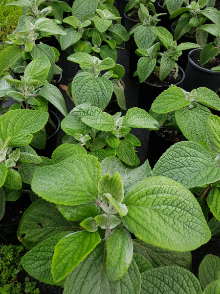 Plectranthus argentea ‘Silver Shield’ (Silver Spurflower)