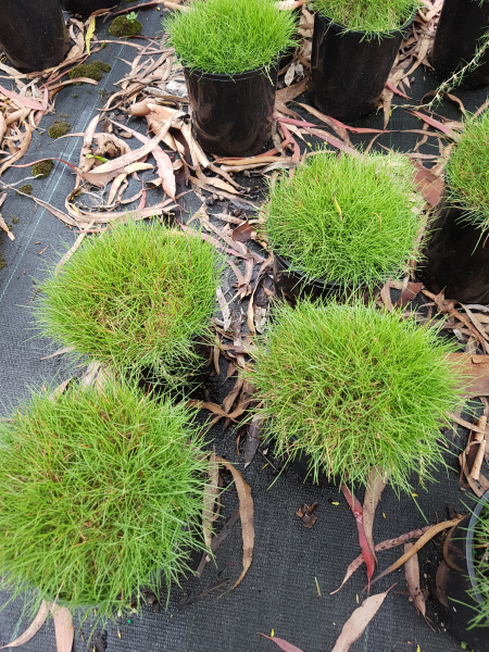 Zoysia Tenuifolia (No Mow Grass)