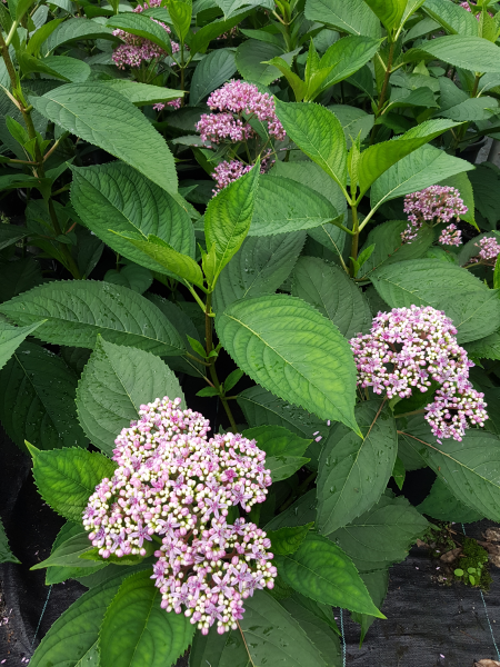 Dichroa versicolor (Evergreen Hydrangea / Blue Evergreen Hydrangea)