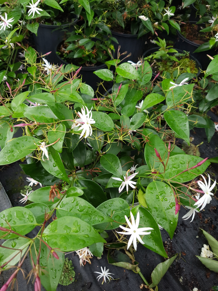 Jasminum nitidum (Angel Wings Jasmine)