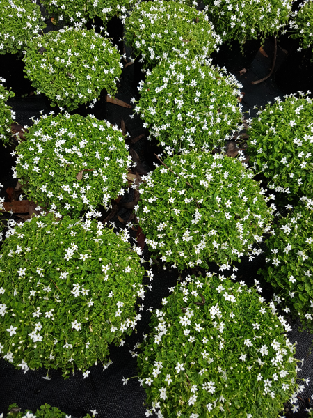 Pratia Pedunculata White (White Star Creeper)