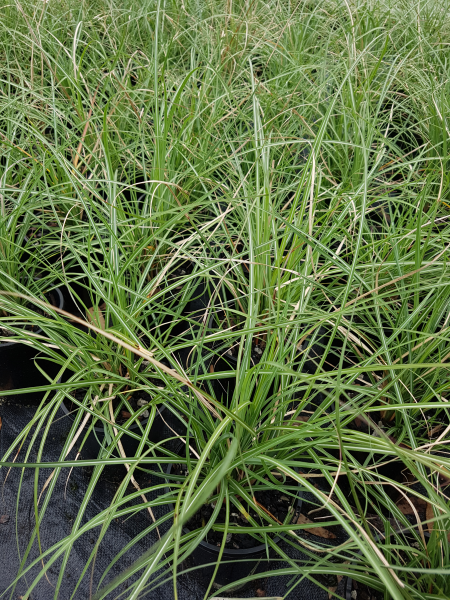 Miscanthus Sinensis ‘Adagio’ (Dwarf Maiden Grass)