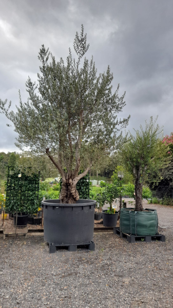 Olea Europaea (Olive)