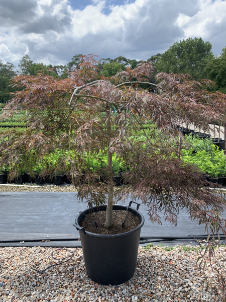 Acer Palmatum Dissectum 'Inaba Shidare' (weeping)