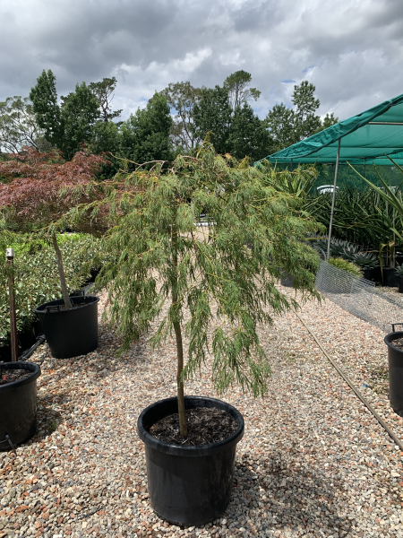 Acer Palmatum Dissectum ‘Viridis’ Standards (Green Weeping Japanese Maple)
