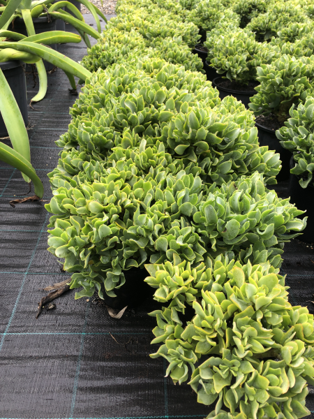 Crassula Arborescens Subsp. Undulatifolia 'Max Cook' (Silver Dollar Jade)