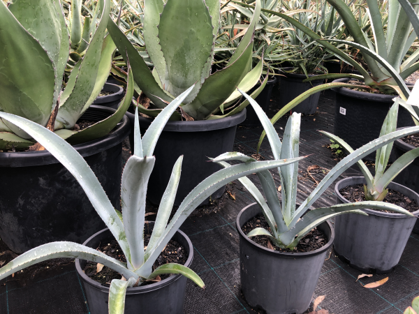 Agave Americana (Century Plant)