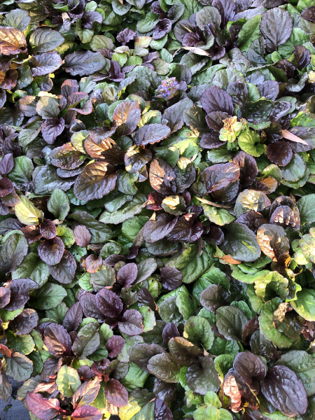 Ajuga Reptans (Black Mary)