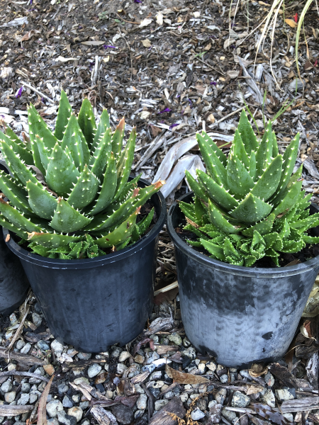 Aloe mitriformis (Creeping Aloe)