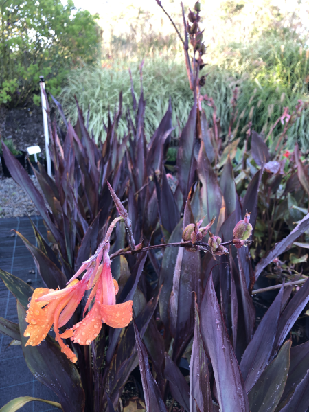 Canna ‘Showoff Intrigue’ ( Canna Lily )