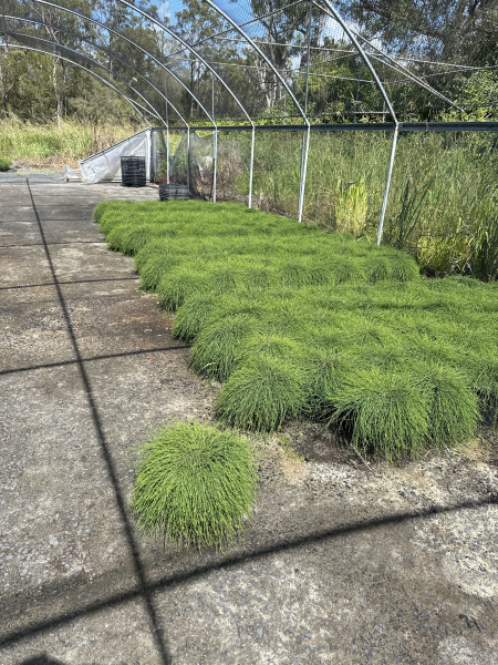 Casuarina Glauca (Cousin It)