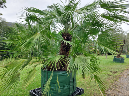Chamaerops Humilis (European Fan Palm)