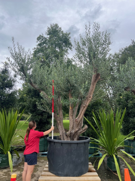 Olea Europaea (Olive Tree)