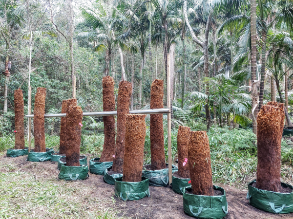 Dicksonia Antarctica (Soft Tree Fern)