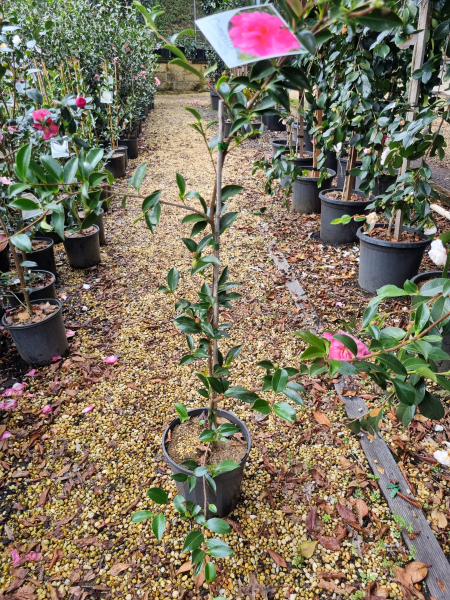 Camellia sasanqua ‘Chansonette’