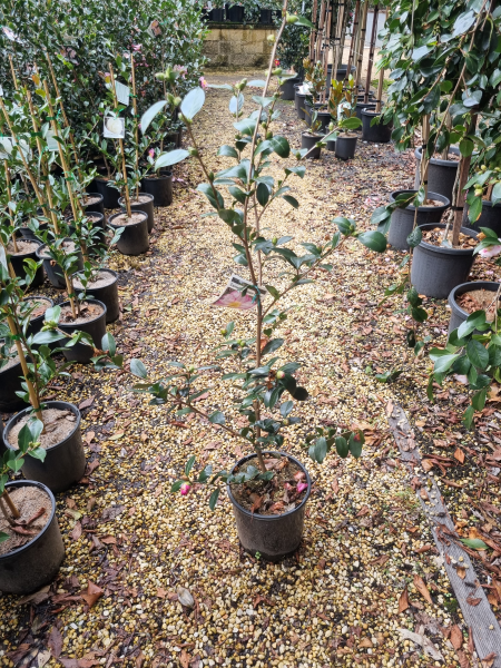 Camellia japonica (Dream Lover Camellia)