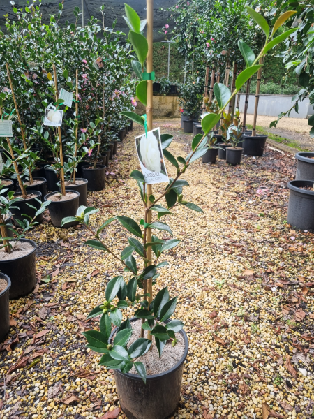 Camellia Sasanqua 'Early Pearly'