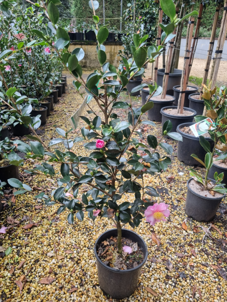 Camellia Sasanqua ‘Edna Butler’ (Sasanqua Camellia)