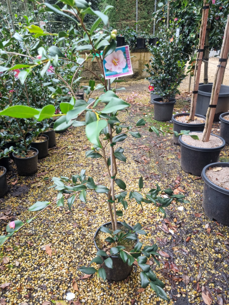 Camellia sasanqua ‘Egao’