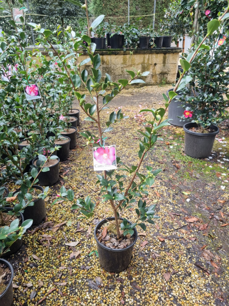 Camellia hiemalis ‘Hiryu’ (Sasanqua Hiryu Camellia)