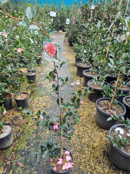 Camellia Sasanqua 'Lucinda'