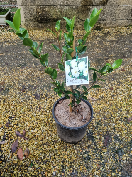 Camellia sasanqua ‘Mine No Yuki’